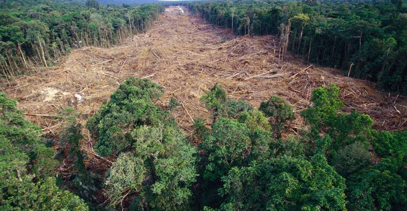 Wood Charter: Monaco’s Commitment Against Deforestation