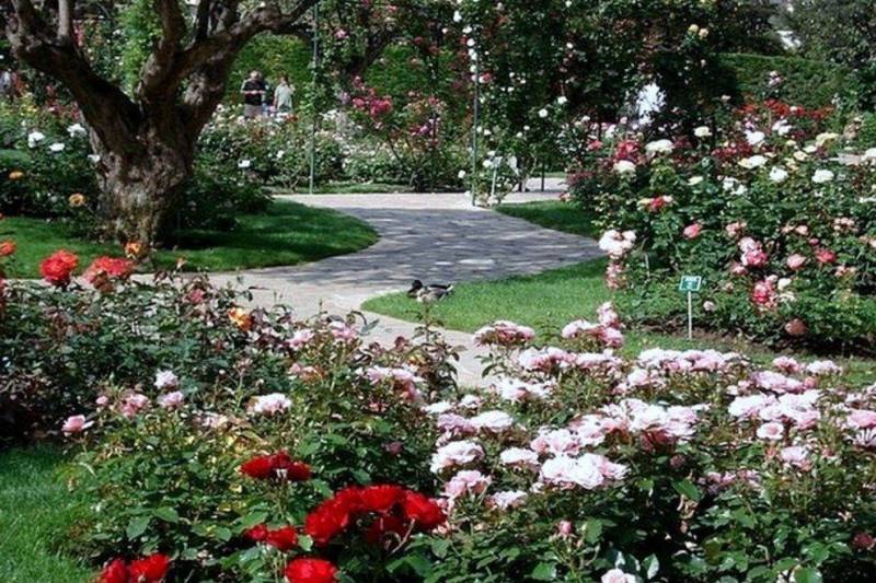 Princess Grace Rose Garden