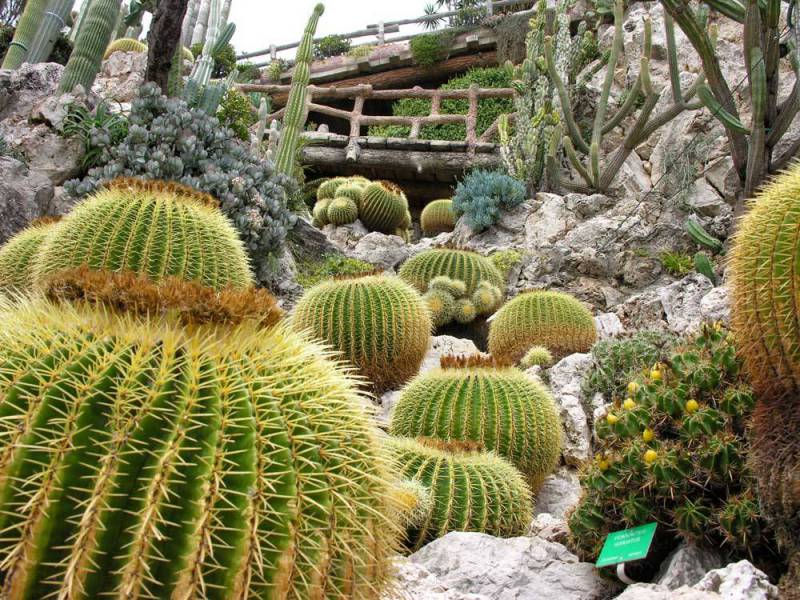 Protecting Endangered Species at Monaco’s Exotic Garden