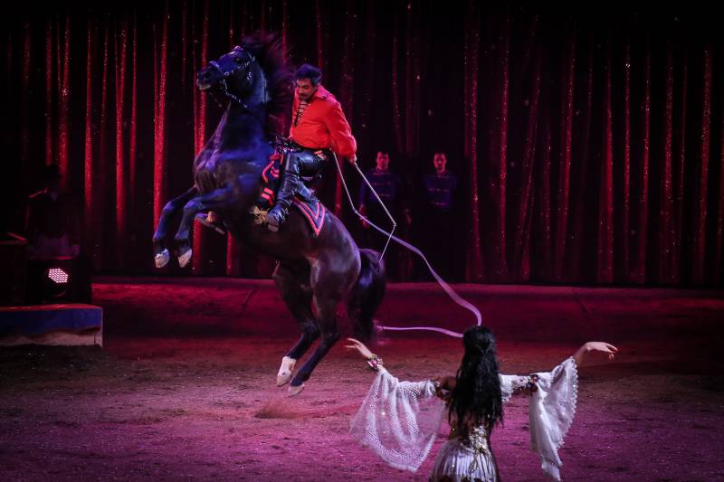 Roars of Delight at the Circus Festival: The Golden Clowns Enchant