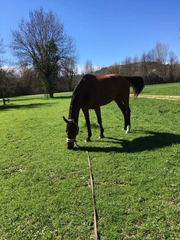 The Infinite Charm of Horse Riding on the Riviera