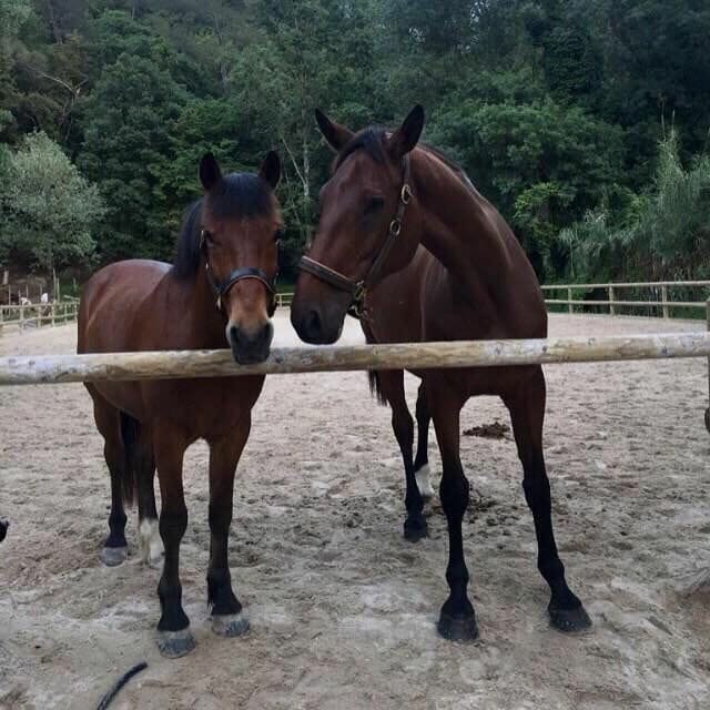 The Infinite Charm of Horse Riding on the Riviera