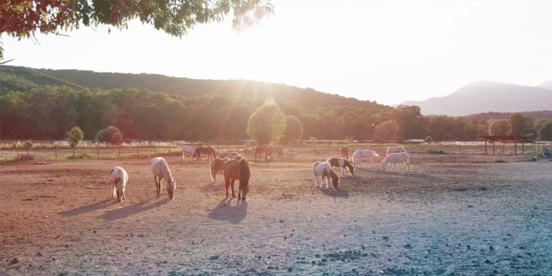 The Infinite Charm of Horse Riding on the Riviera