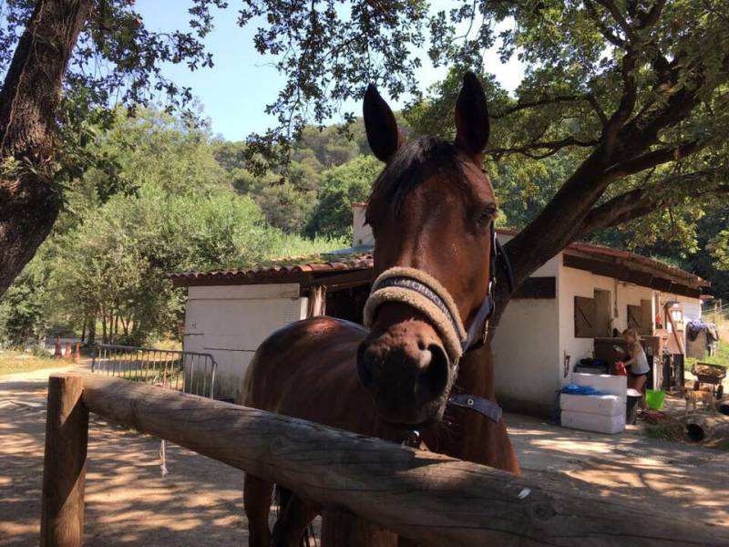 The Infinite Charm of Horse Riding on the Riviera