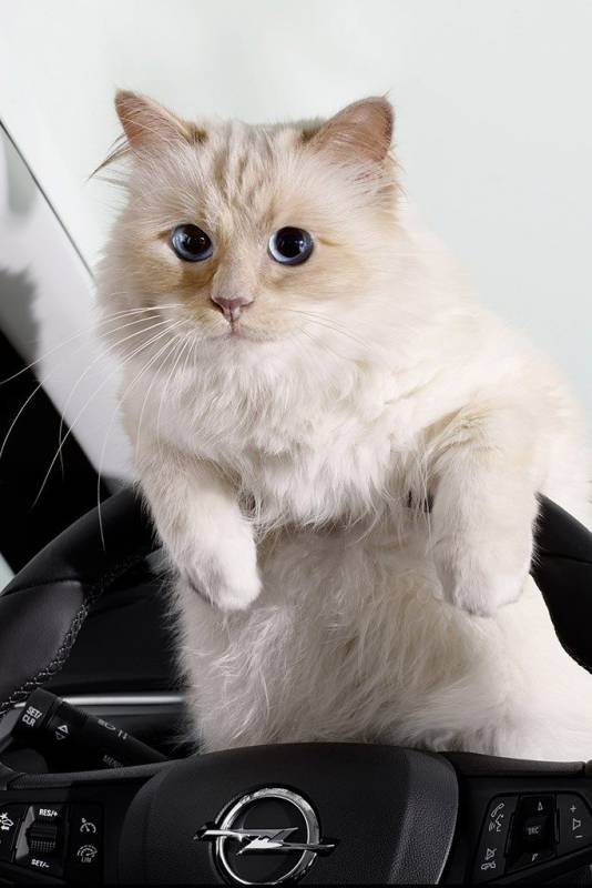 Karl Lagerfeld
