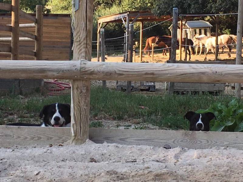 The Infinite Charm of Horse Riding on the Riviera