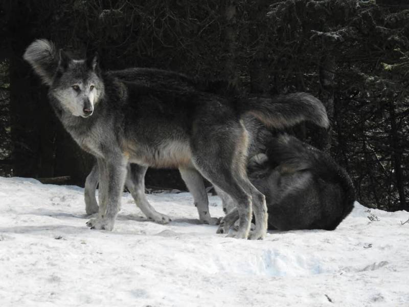 Alpha Wolf Park at Saint-Martin Vésubie: a bridge between man, ecology and wolves