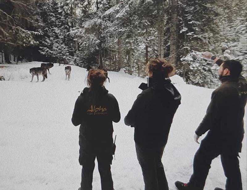 Alpha Wolf Park at Saint-Martin Vésubie: a bridge between man, ecology and wolves