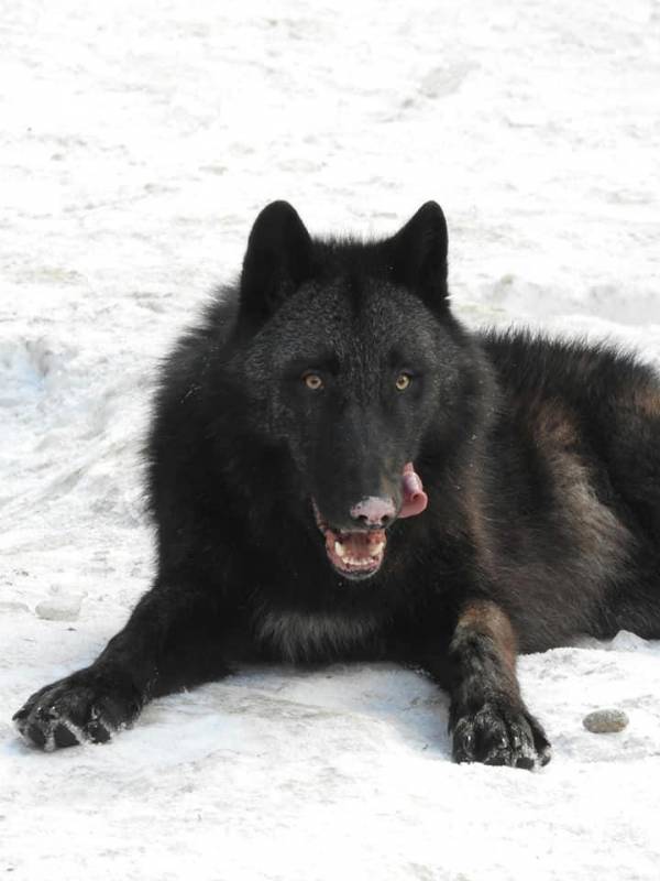 Alpha Wolf Park at Saint-Martin Vésubie: a bridge between man, ecology and wolves