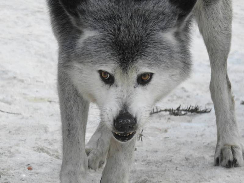 Alpha Wolf Park at Saint-Martin Vésubie: a bridge between man, ecology and wolves