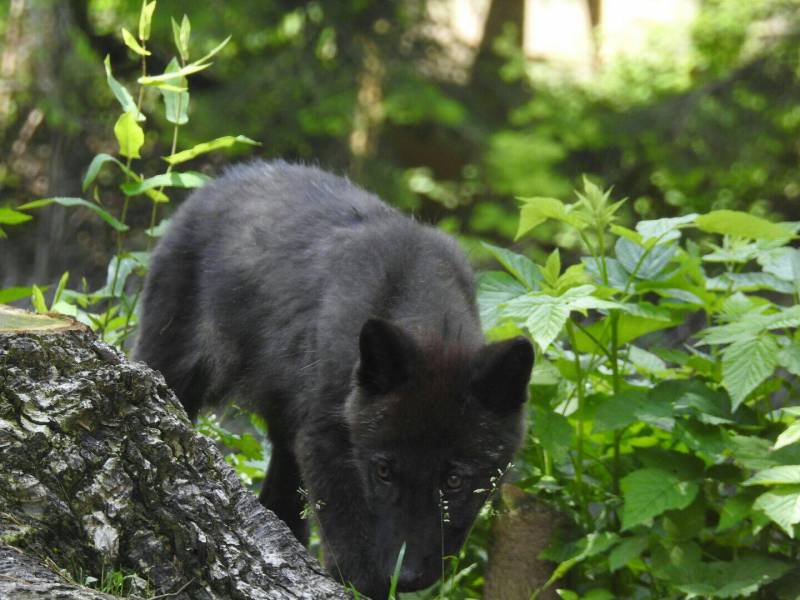 Alpha Wolf Park at Saint-Martin Vésubie: a bridge between man, ecology and wolves