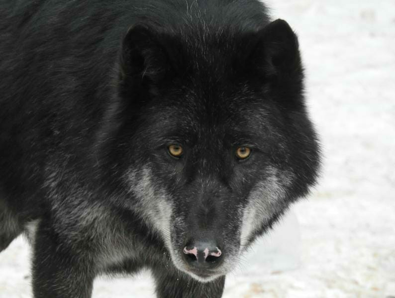 Alpha Wolf Park at Saint-Martin Vésubie: a bridge between man, ecology and wolves