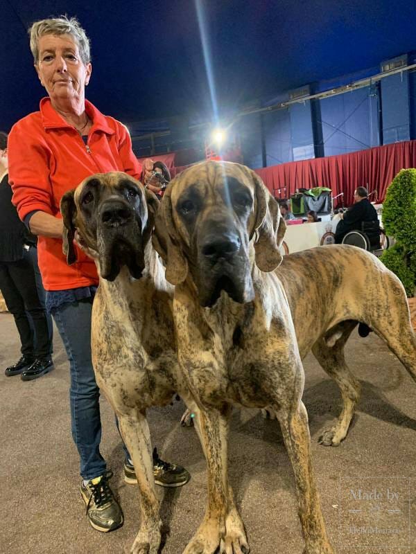 International Dog Show 2019: a «hairy» Boom in Monaco