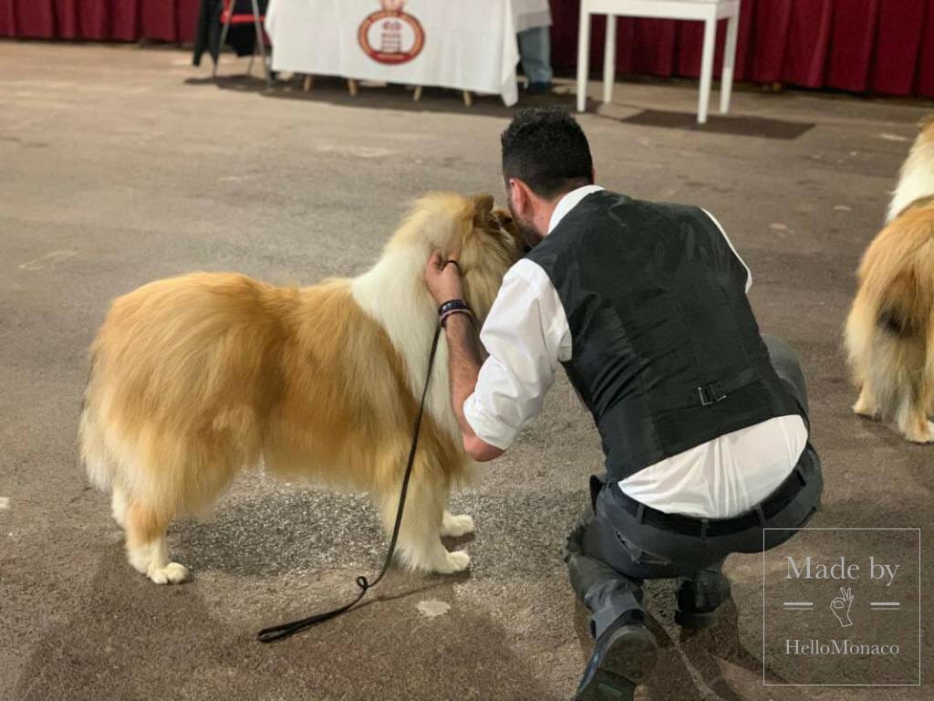 International Dog Show 2019: a «hairy» Boom in Monaco