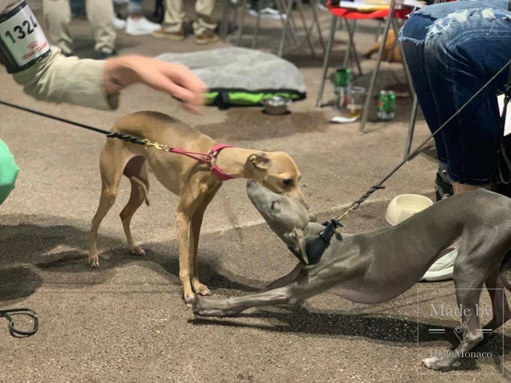 International Dog Show 2019: a «hairy» Boom in Monaco