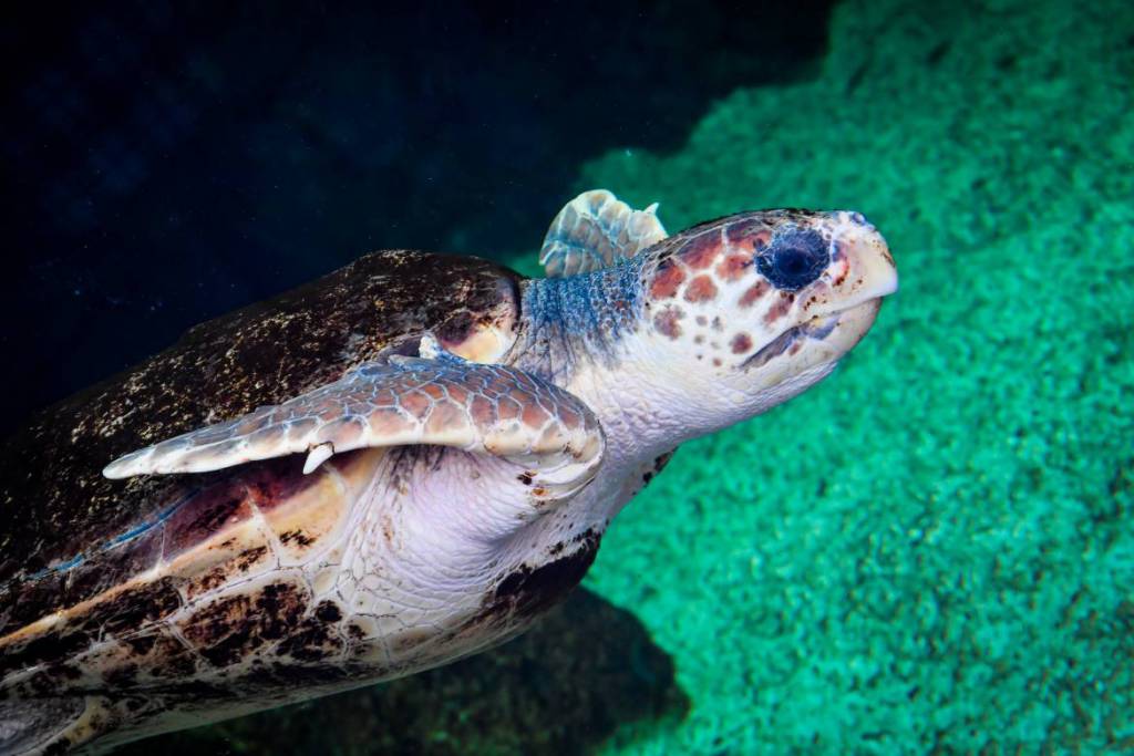 Monaco’s New Home for Sea Turtles