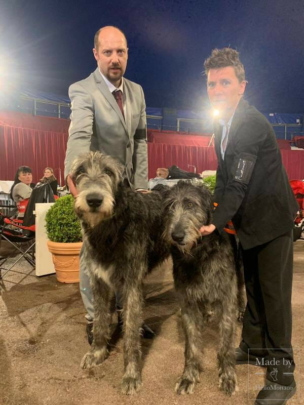 International Dog Show 2019: a «hairy» Boom in Monaco