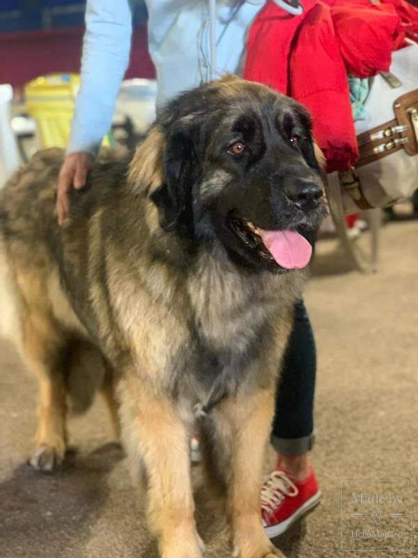 International Dog Show 2019: a «hairy» Boom in Monaco