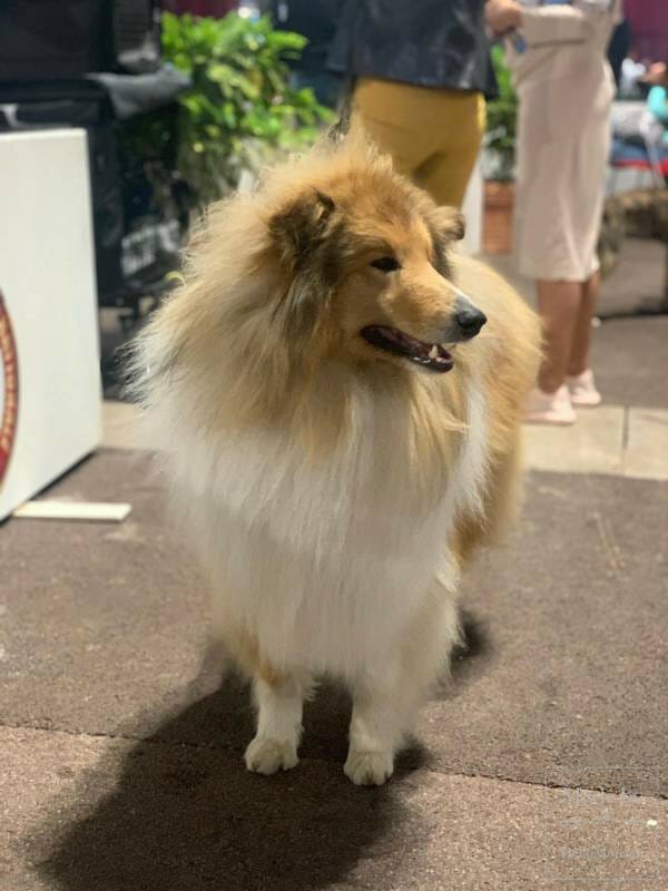 International Dog Show 2019: a «hairy» Boom in Monaco