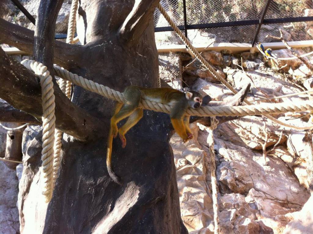 Monaco's Zoological Garden Reopens