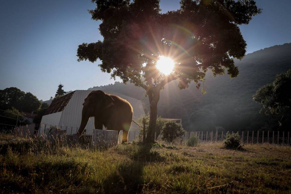 Princess Stephanie Celebrates the Sixth Anniversary of the “Baby and Nepal association” to Protect Threatened Elephants