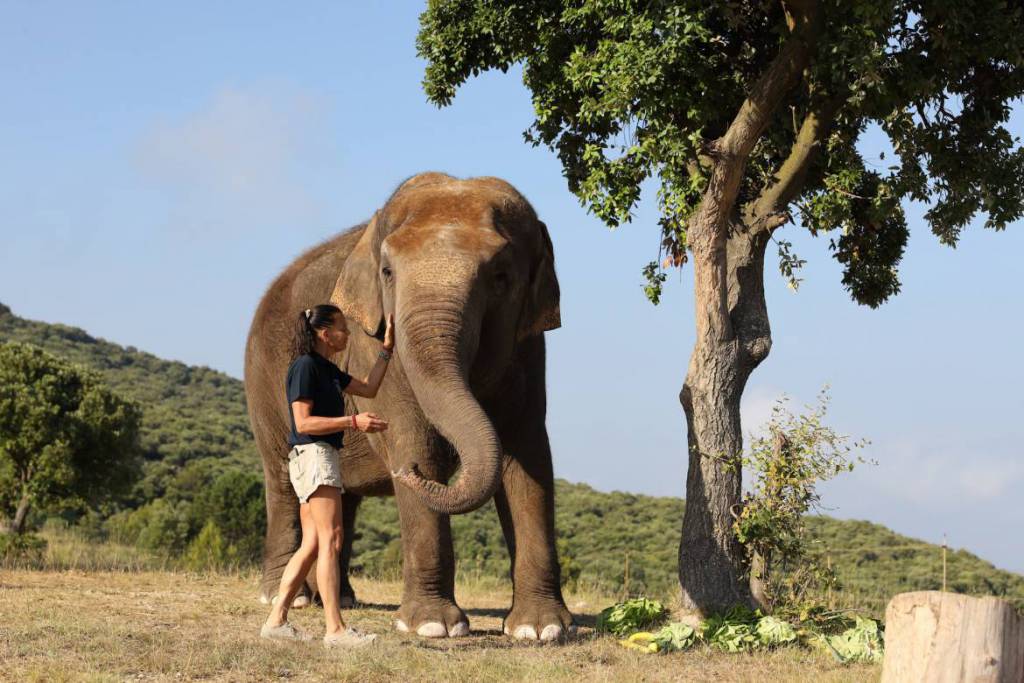 Princess Stephanie Celebrates the Sixth Anniversary of the “Baby and Nepal association” to Protect Threatened Elephants