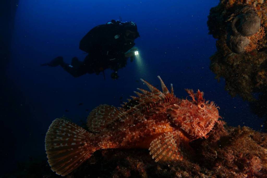 Prince Albert attends 16th Underwater Photography Contest