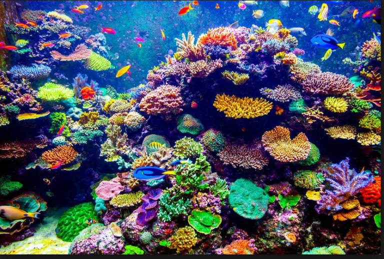 Breakthrough by Monaco Scientists in the Life of the Coral Reefs
