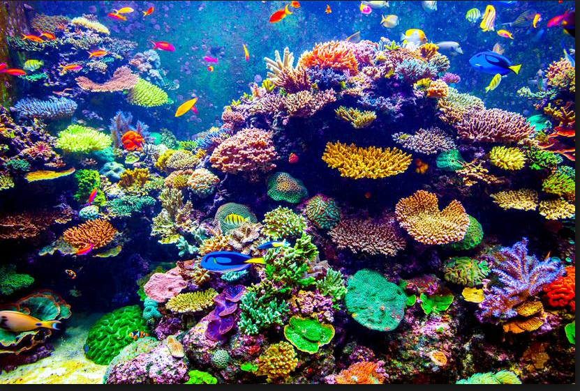 Coral Reefs