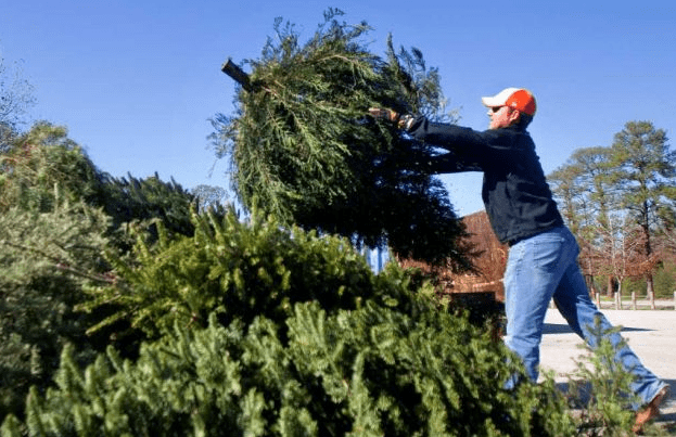 Christmas Tree Collection