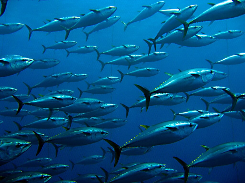Bluefin tuna