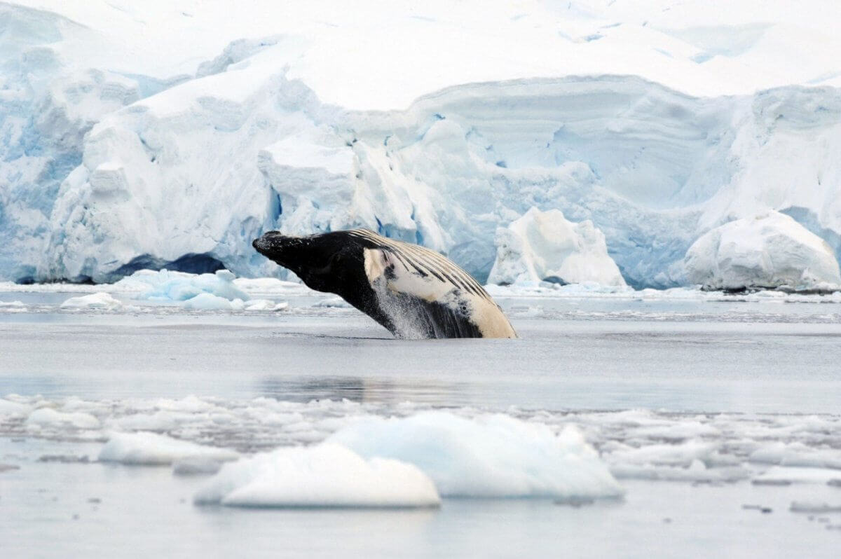 Antarctic Blanc