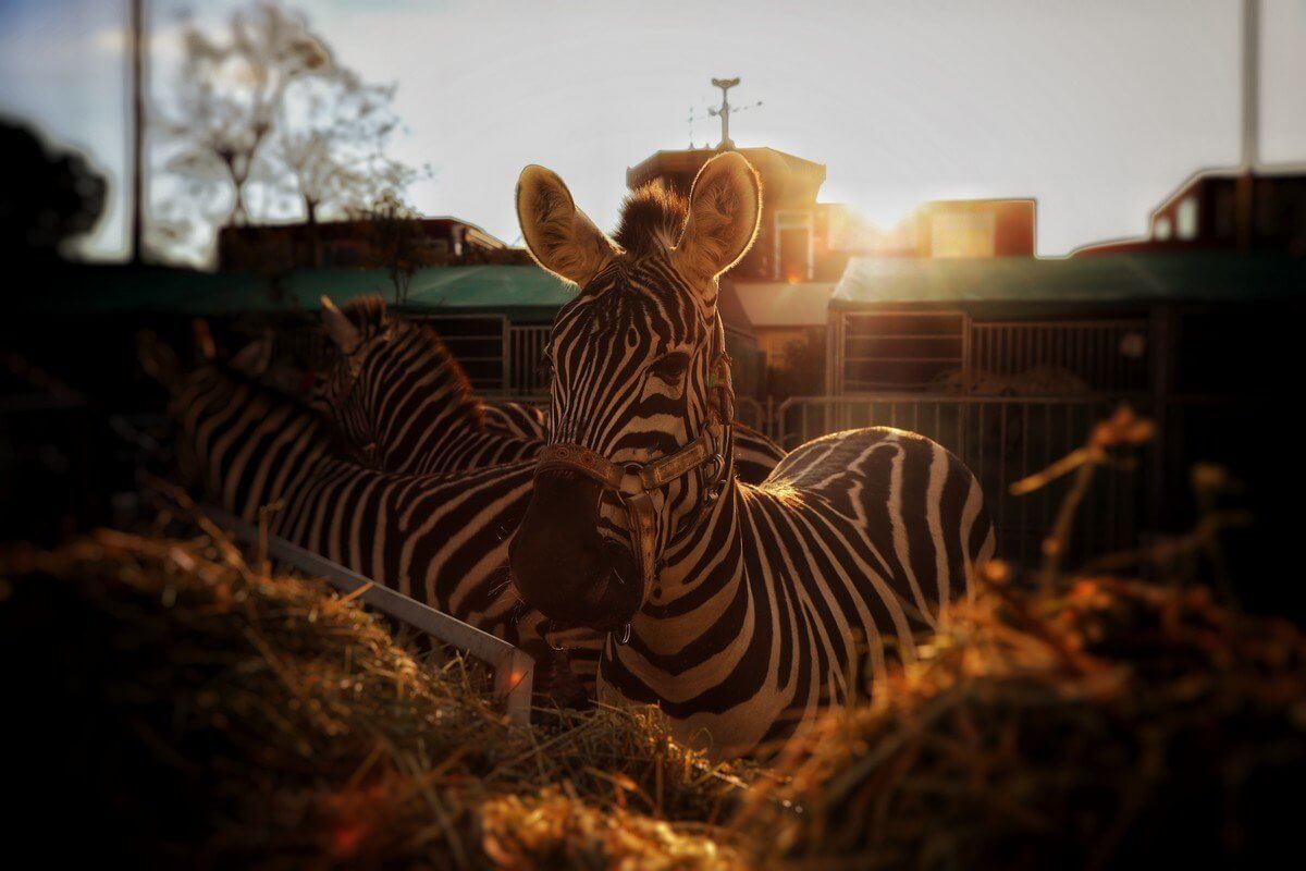 Circus Animals