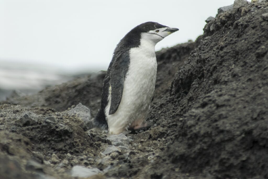 Antarctic Blanc