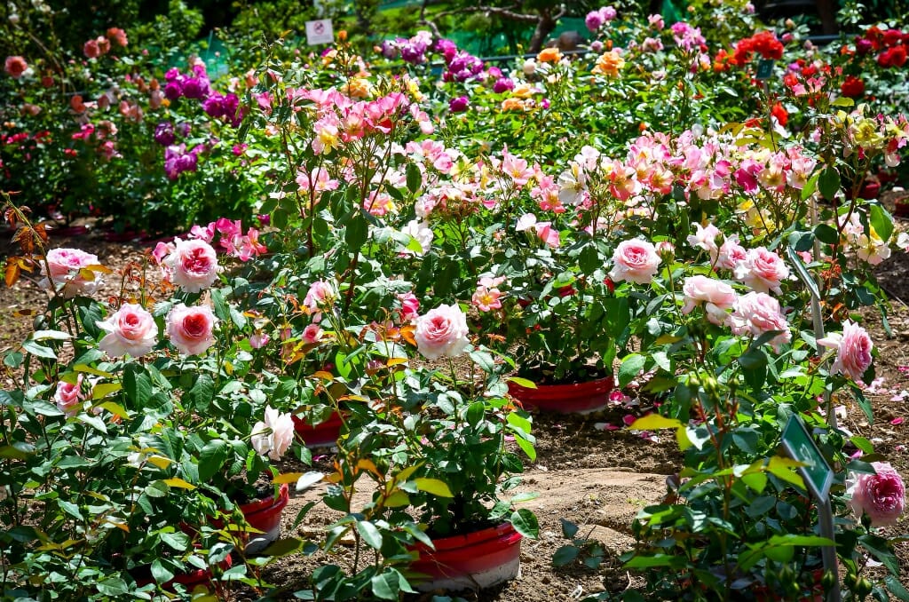 Monaco’s 4th International Rose Competition