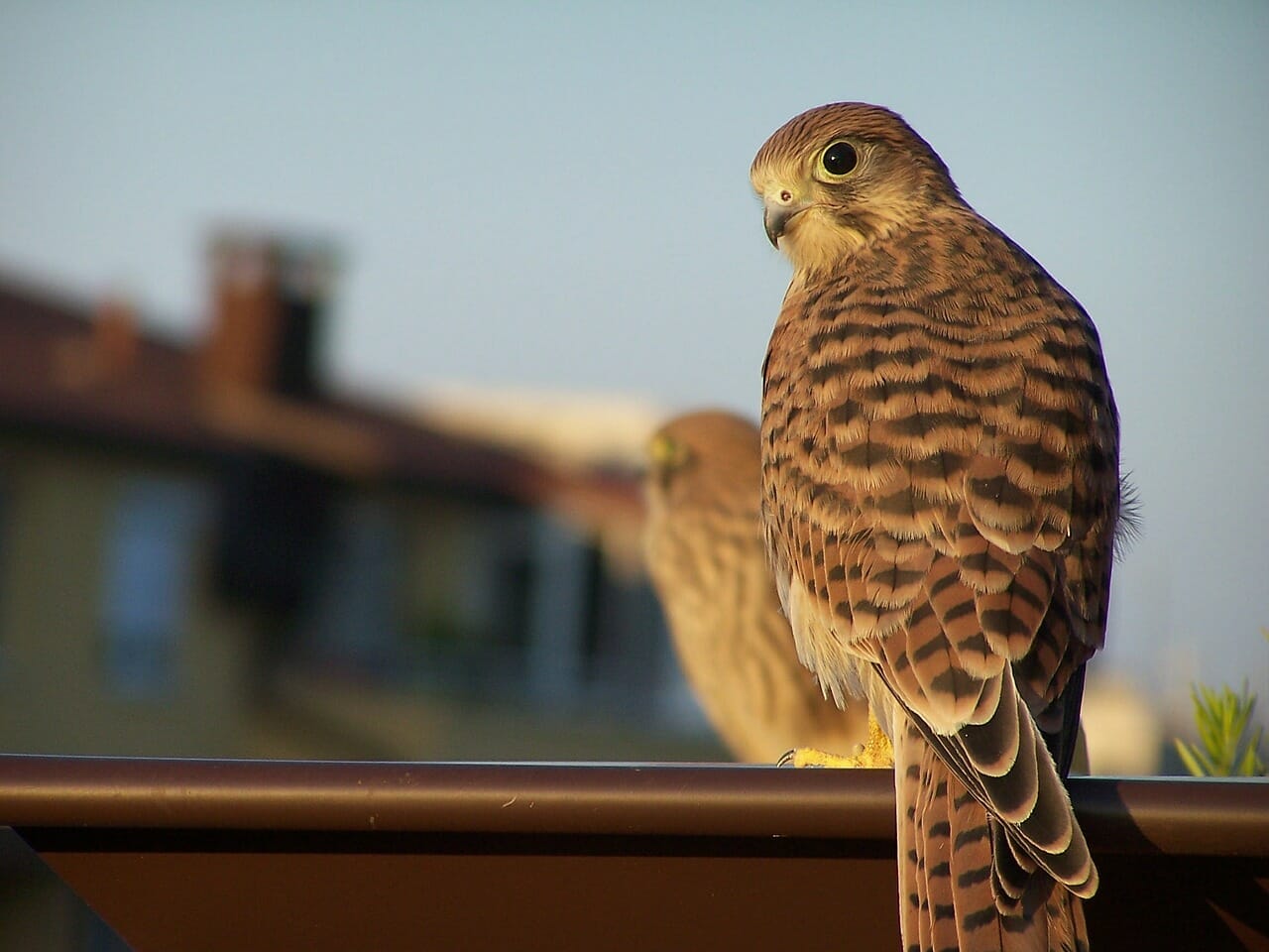 Bird Wild Kestrel