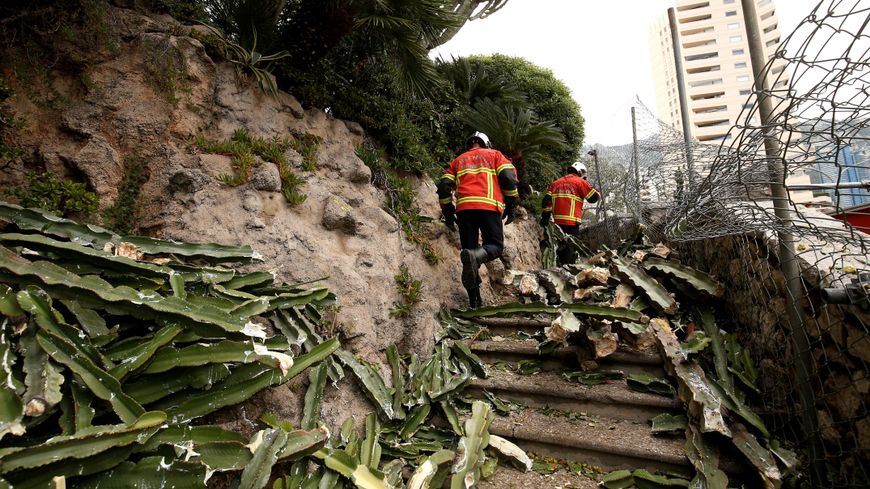 Cactus Accident Monaco