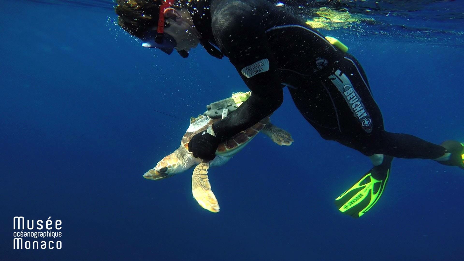 Rana, Monaco’s Injured Turtle