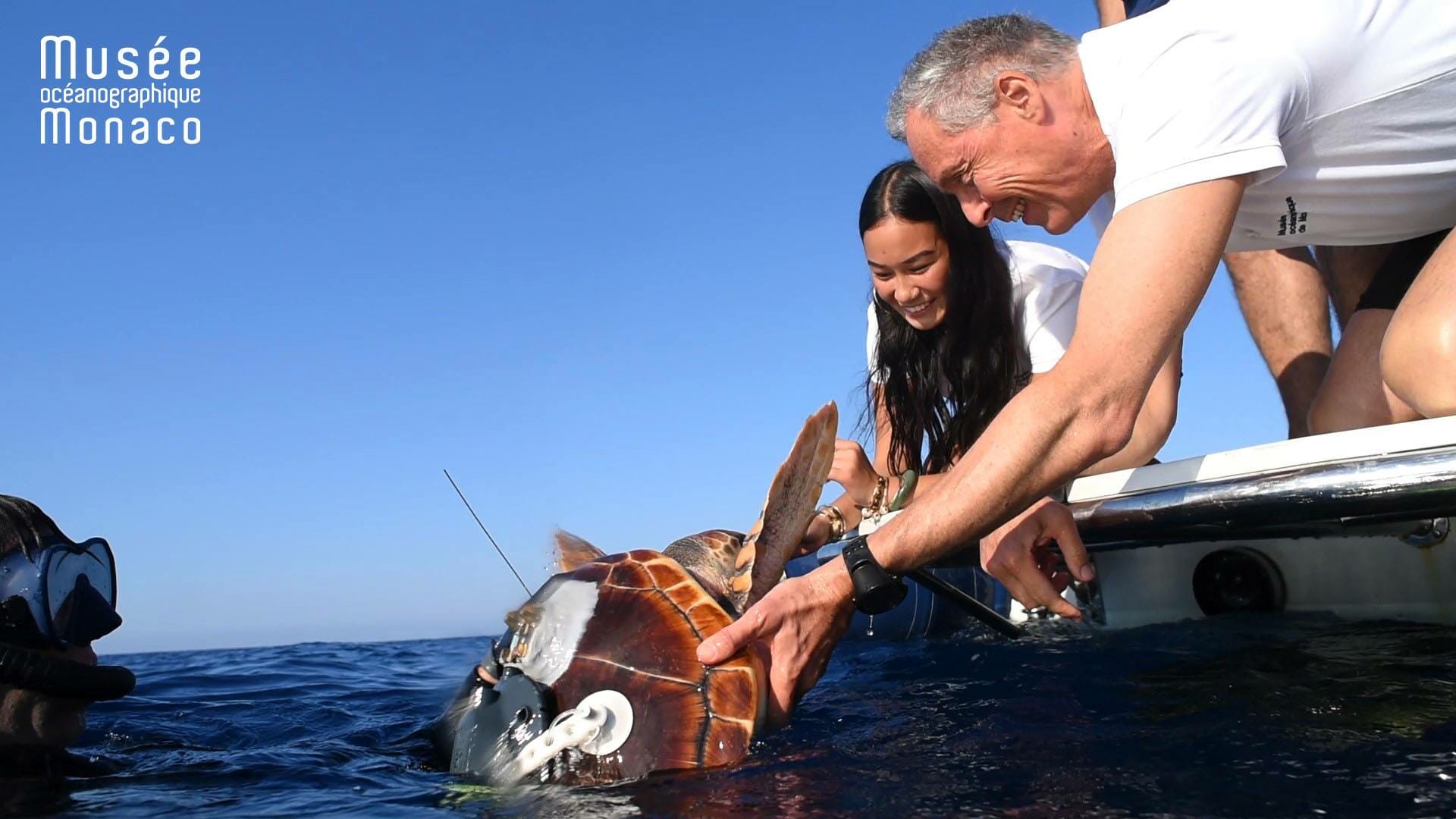 Rana, Monaco’s Injured Turtle