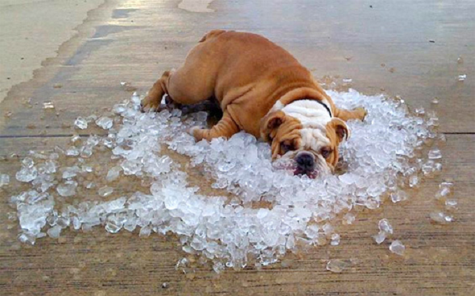 Heat wave funny dog