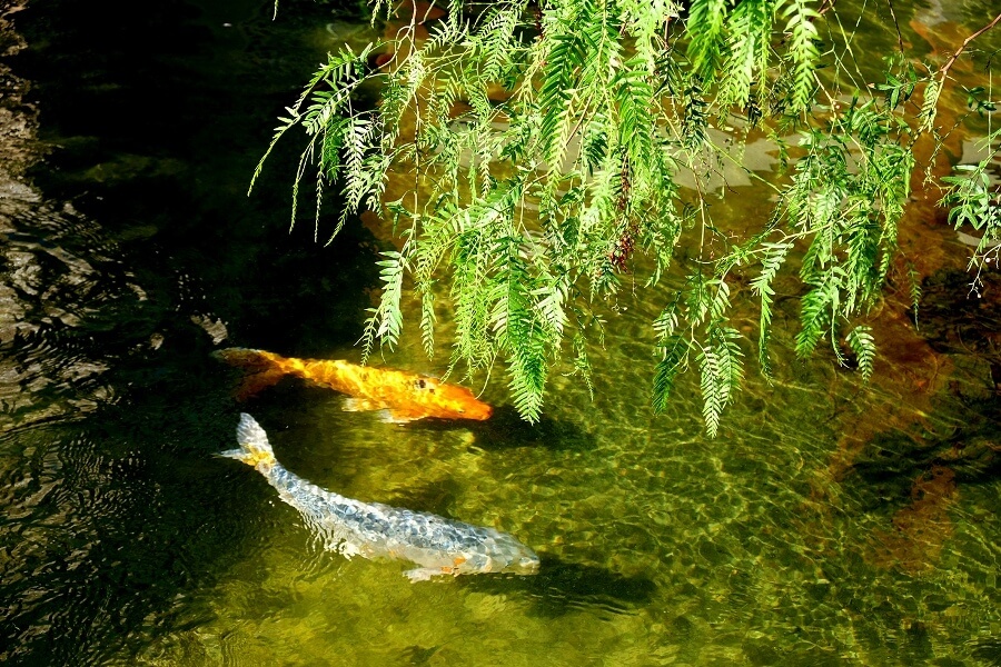 Monaco’s Japanese Garden