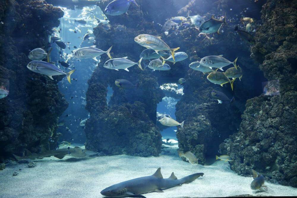 Healthy Marine Life Swim Above the Marine Scientists Who Work Tirelessly Below the Oceanographic Museum