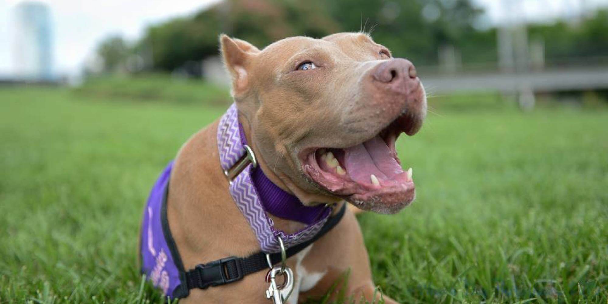 Fierce Dog