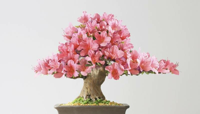 Bonsai Club of Monaco put the beautiful bonsai in the spotlight