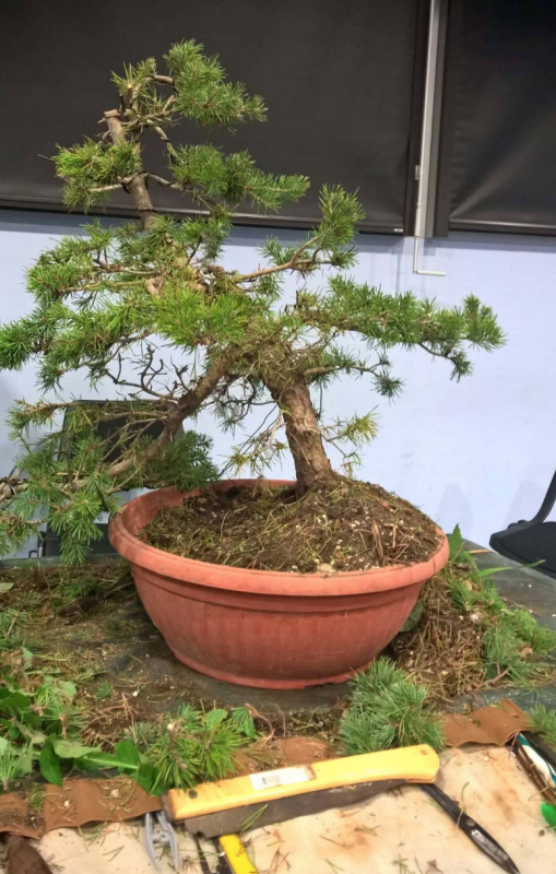 Bonsai Club of Monaco