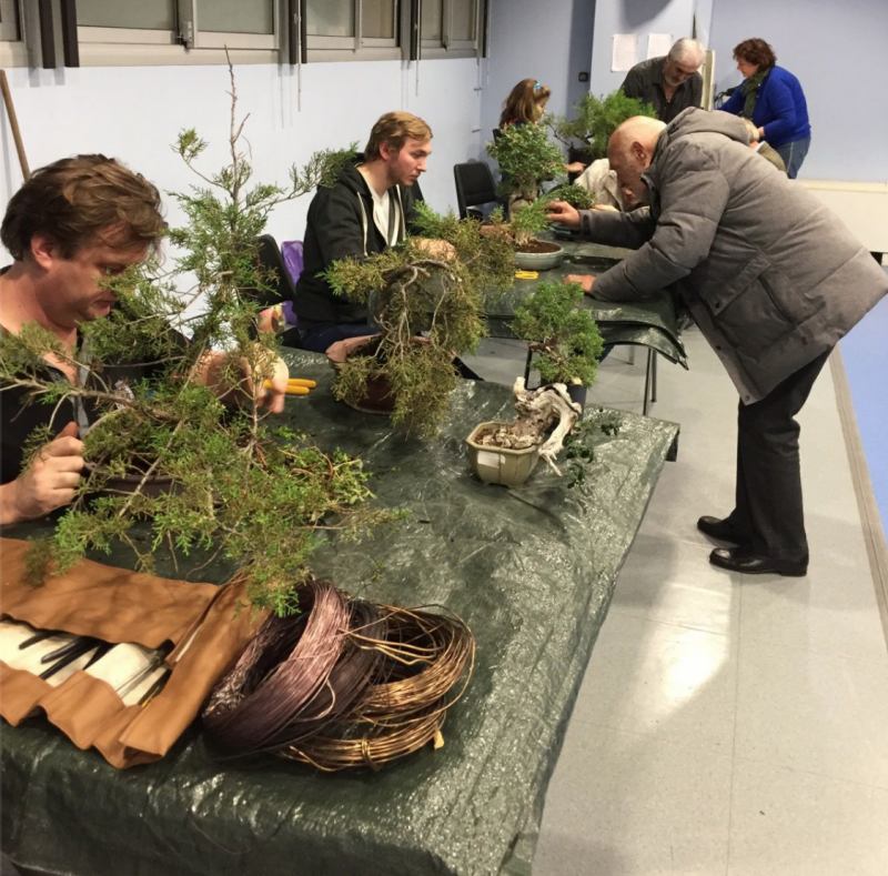 Bonsai Club of Monaco put the beautiful bonsai in the spotlight