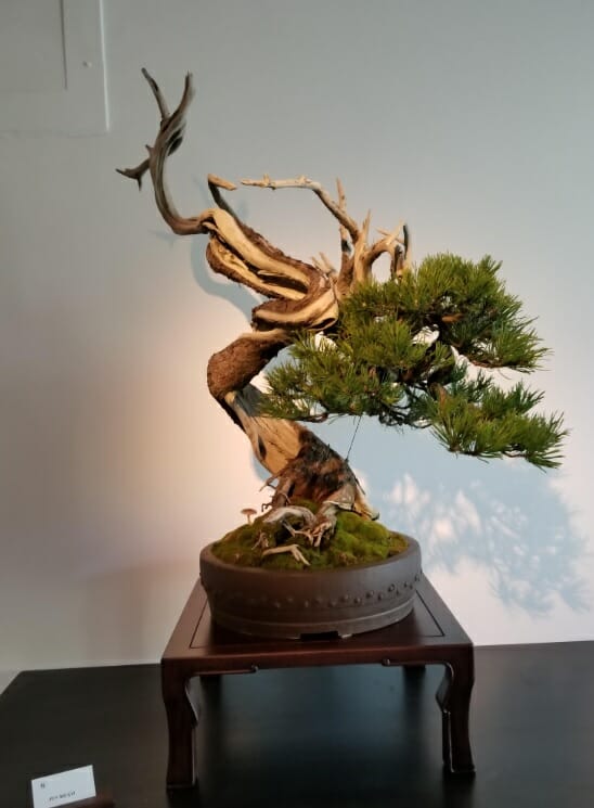 Bonsai Club of Monaco