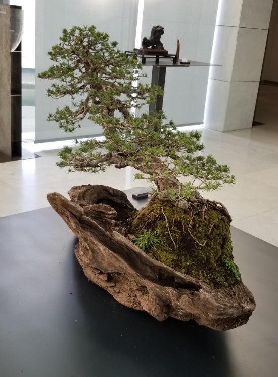 Bonsai Club of Monaco