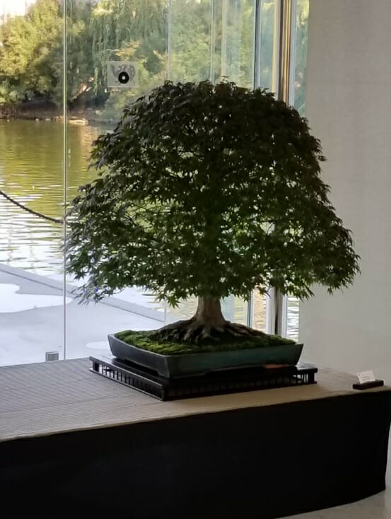 Bonsai Club of Monaco