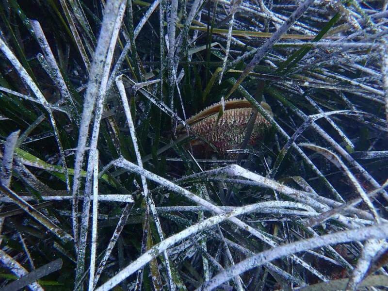Pinna nobilis